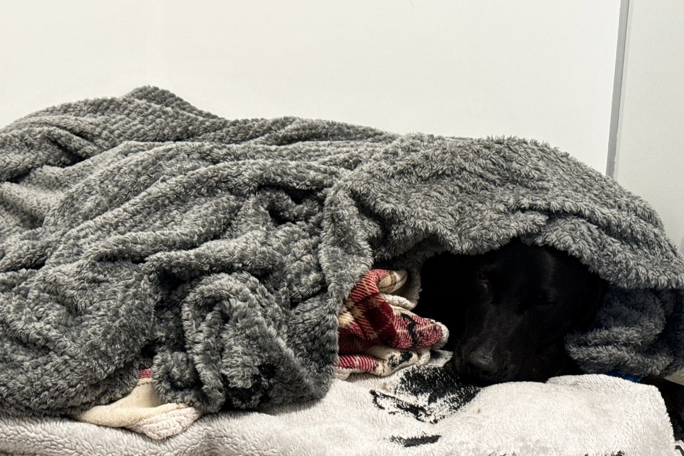 Grateful dog owner describes mountain rescue after canine apparently ingests cannabis | iN420