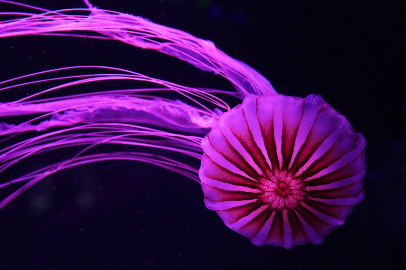Florida's Jellyfish Museum is dedicated solely to the mesmerizing floating predators | iNFOnews.ca