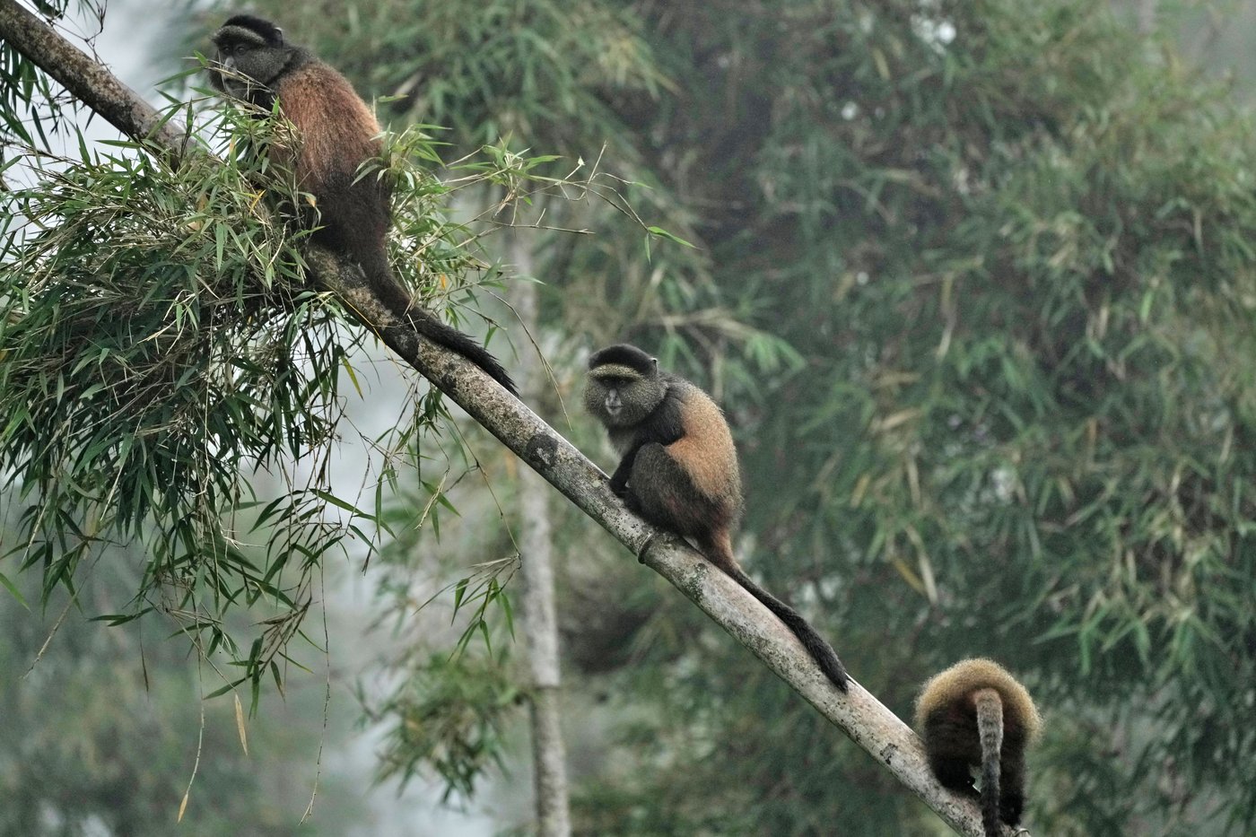 How collecting DNA samples in the wild could transform conservation | iNFOnews.ca