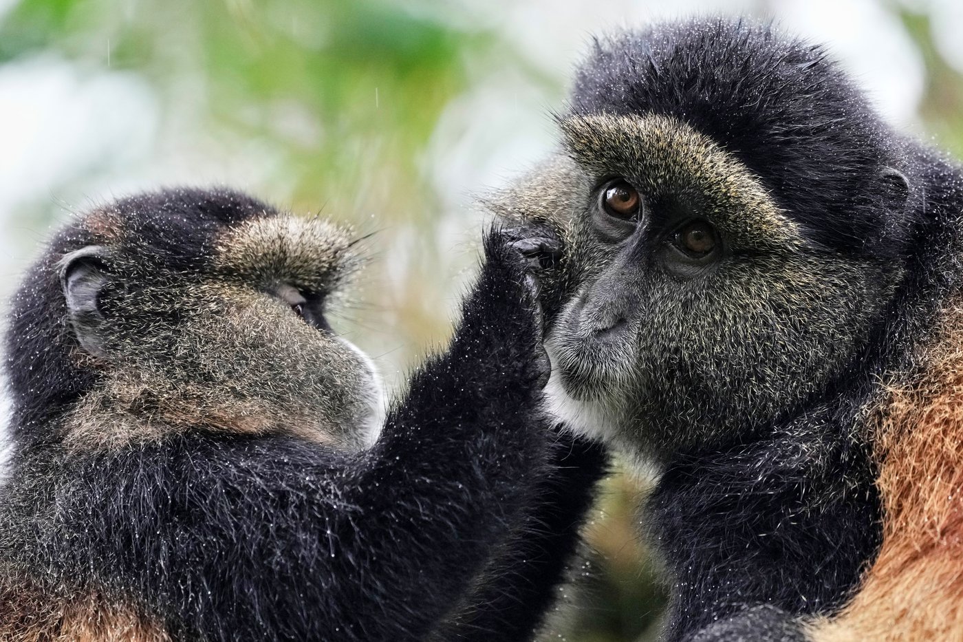 How collecting DNA samples in the wild could transform conservation | iNFOnews.ca