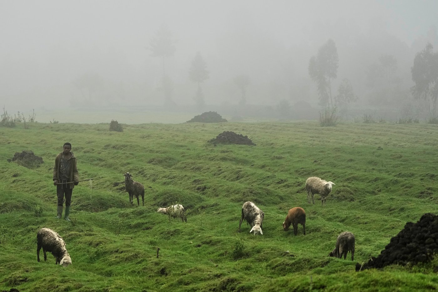 How collecting DNA samples in the wild could transform conservation | iNFOnews.ca