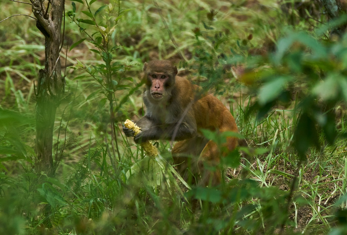 PHOTO ESSAY: Crop-raiding monkeys threaten Nepal's farming communities | iNFOnews.ca