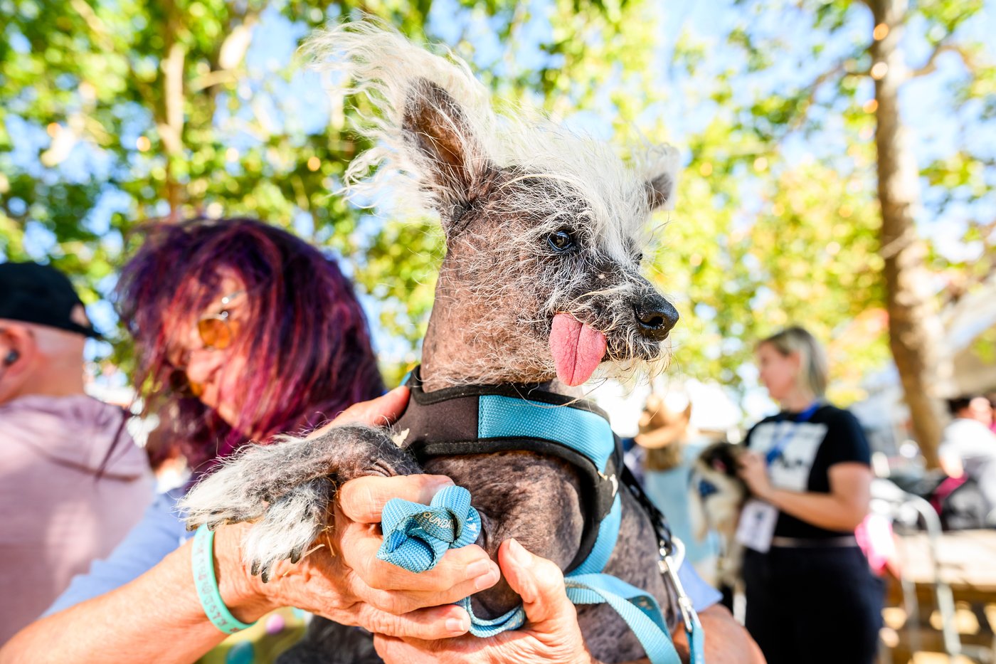Photos show the World’s Ugliest Dog Contest in California | iNFOnews.ca