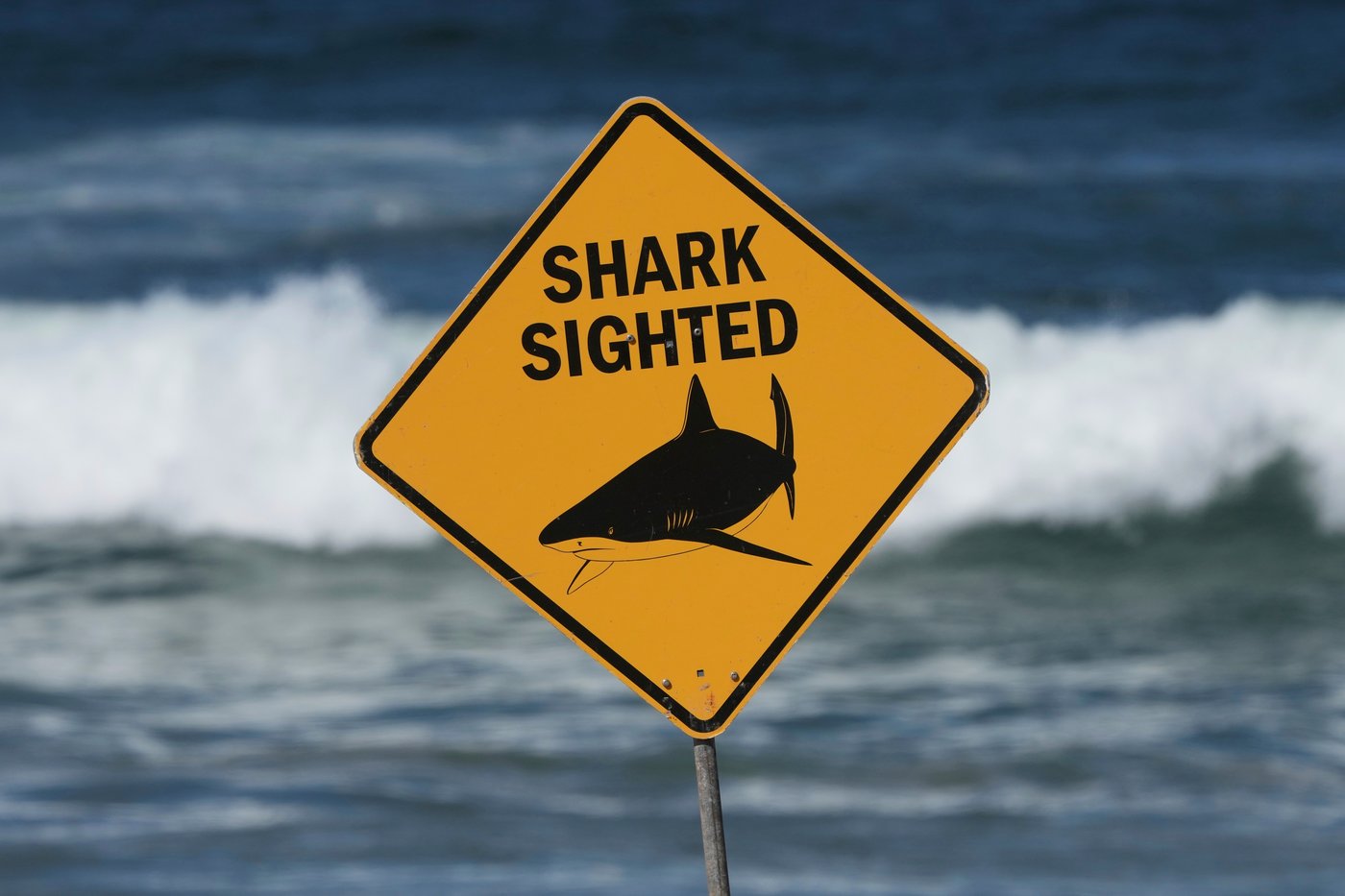 Woman mauled by shark off Sydney beach grabs onto a lifeguard's paddleboard | iNFOnews.ca Woman mauled by shark off Sydney beach grabs onto a lifeguard's paddleboard | iNFOnews.ca
