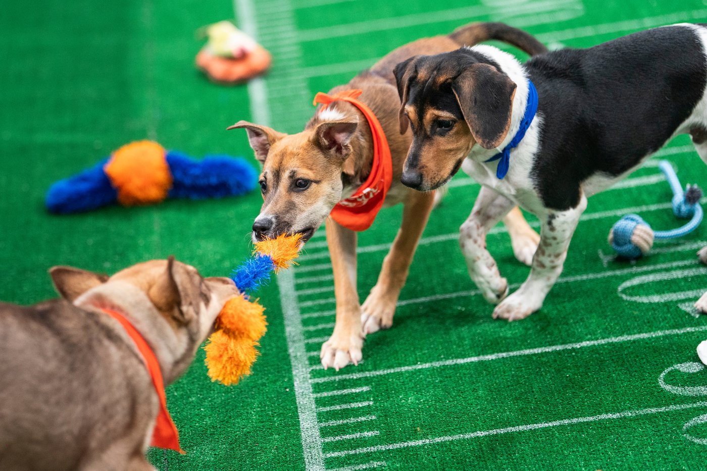 Not just pups this time: 'Puppy Bowl' embraces older dogs | iNFOnews.ca