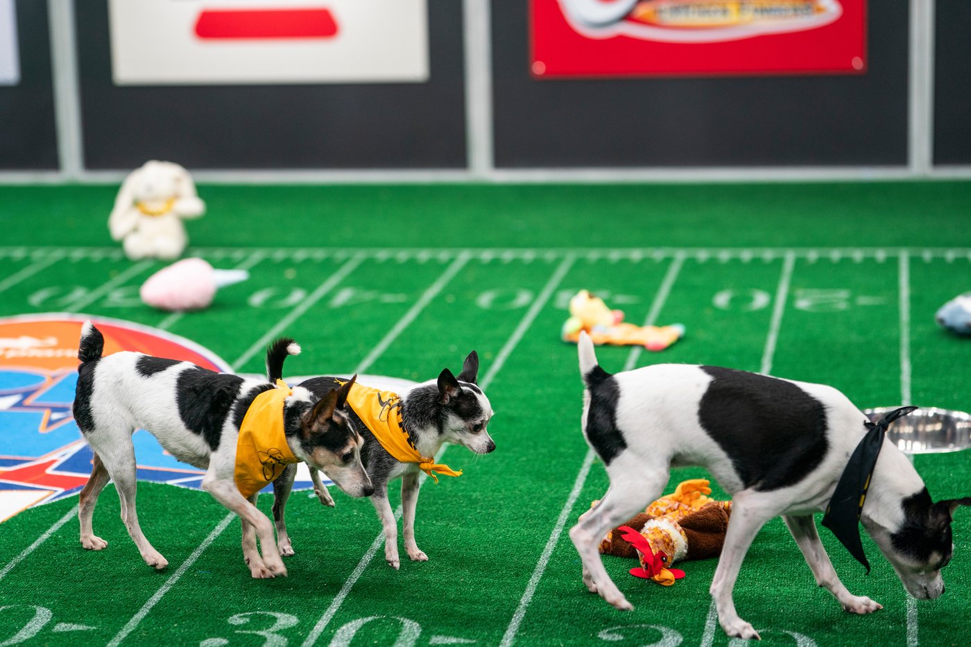 Not just pups this time: 'Puppy Bowl' embraces older dogs | iNFOnews.ca