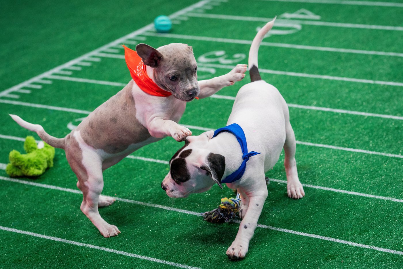 Not just pups this time: 'Puppy Bowl' embraces older dogs | iNFOnews.ca