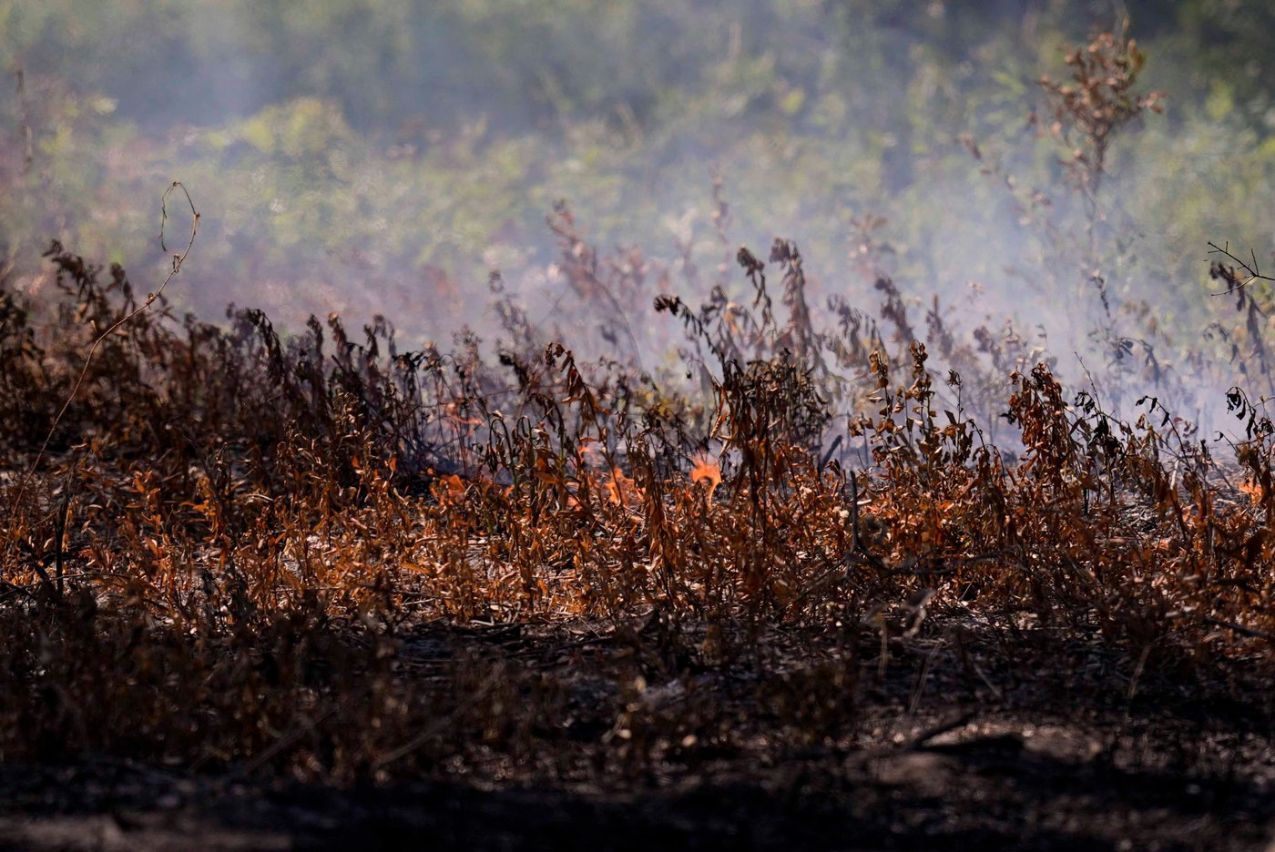 Georgia blaze shows how climate change has led to more wildfires in the East | iNFOnews.ca
