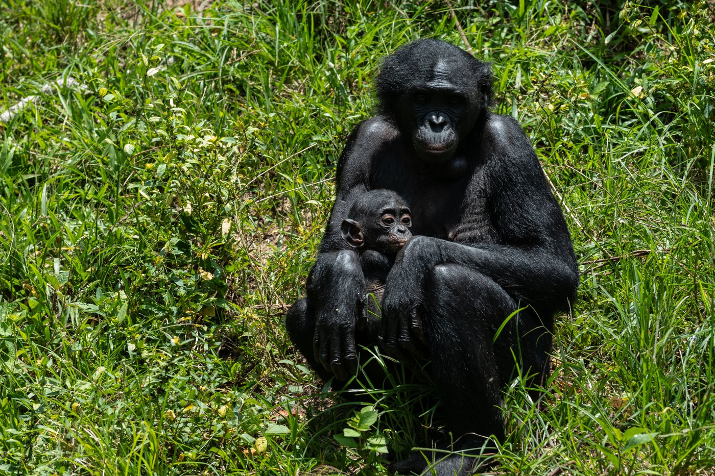 Get a load of this: Humans and great apes share similar giggles | iNFOnews.ca