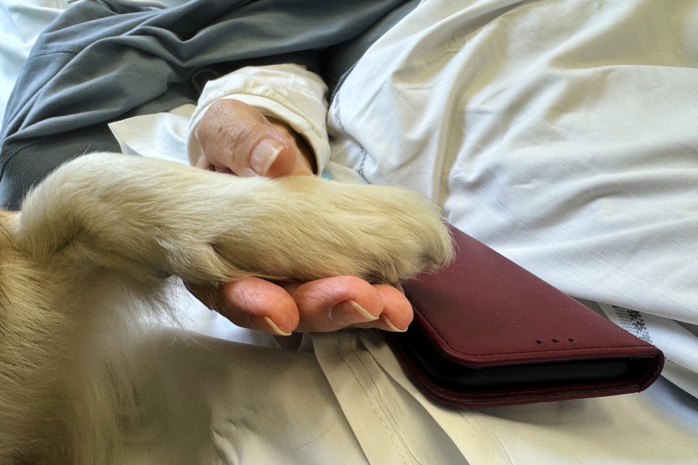 A cancer patient’s cats inspired a push for pets in hospice wards | iNFOnews.ca
