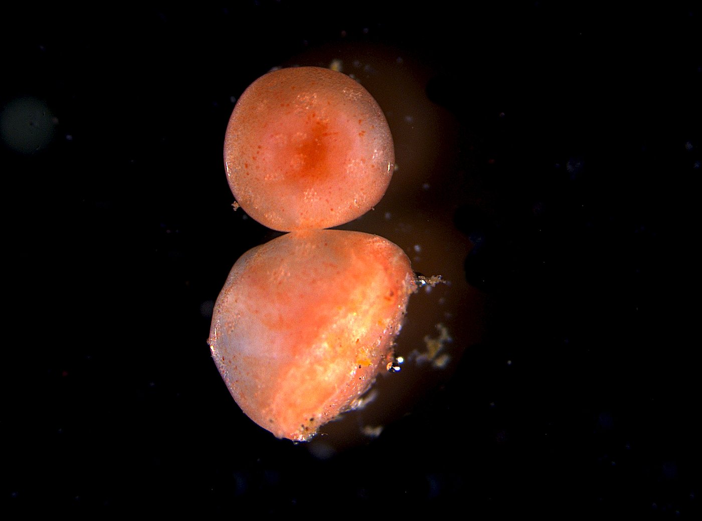 These sea cucumbers seem to have 'zombie' flesh that doesn't die when lopped off | iNFOnews.ca
