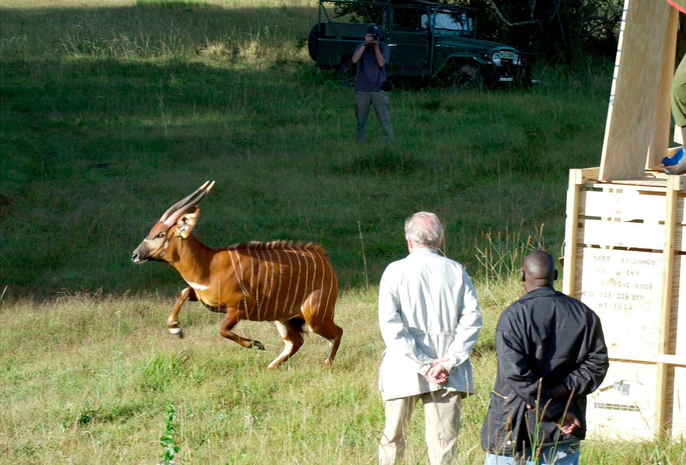 Critically endangered antelopes return to Kenya from Czech zoo | iNFOnews.ca