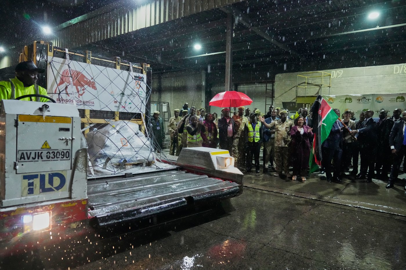 Critically endangered antelopes return to Kenya from Czech zoo | iNFOnews.ca