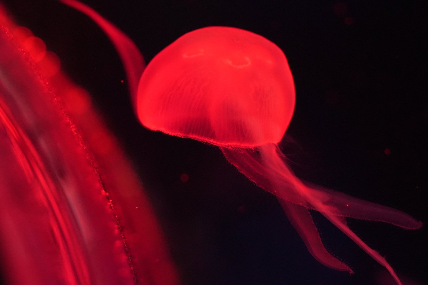 Florida's Jellyfish Museum is dedicated solely to the mesmerizing floating predators | iNFOnews.ca