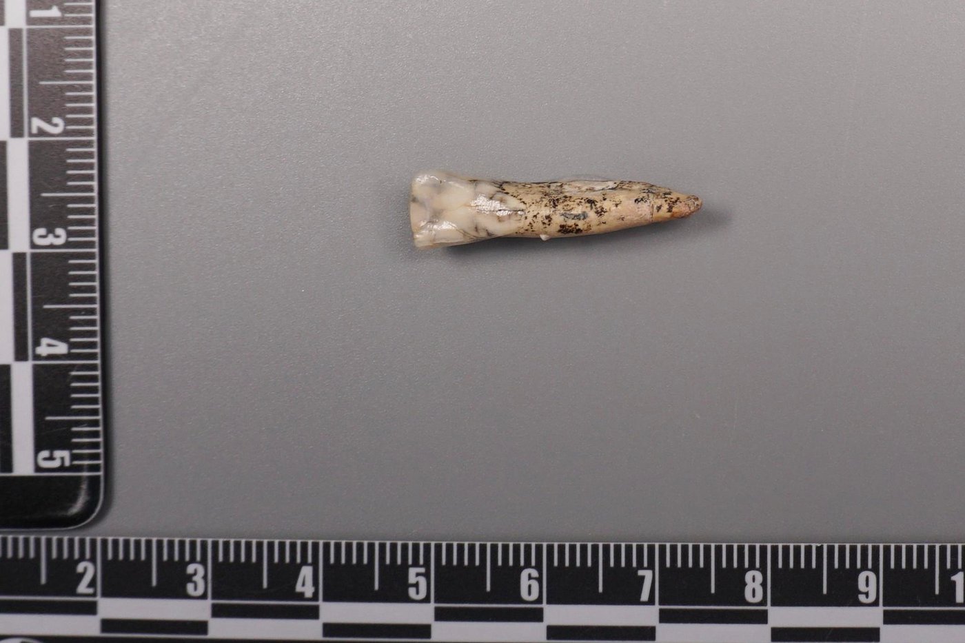 Ancient teeth hint at canoodling between early human relatives | iNFOnews.ca