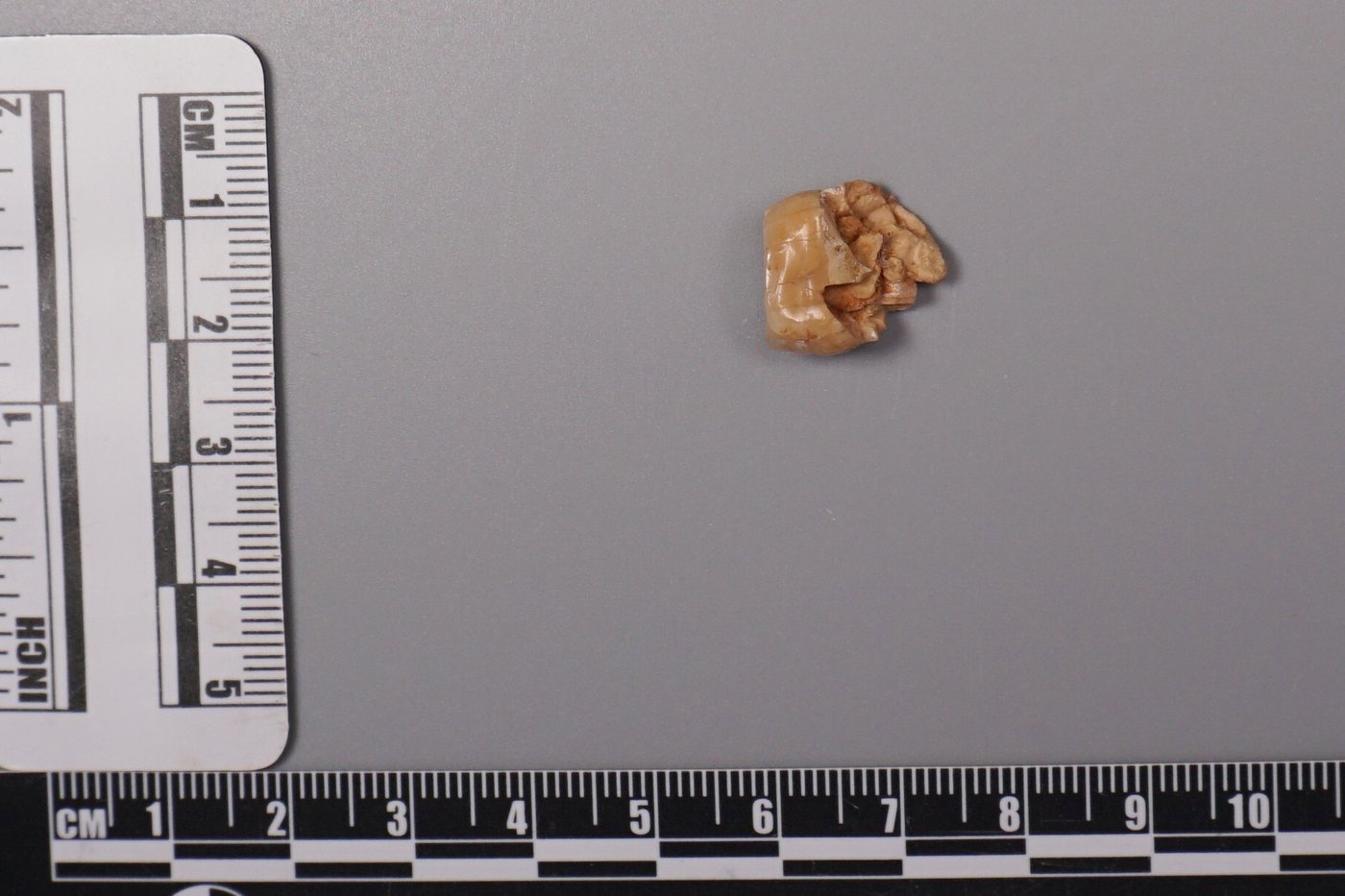 Ancient teeth hint at canoodling between early human relatives | iNFOnews.ca