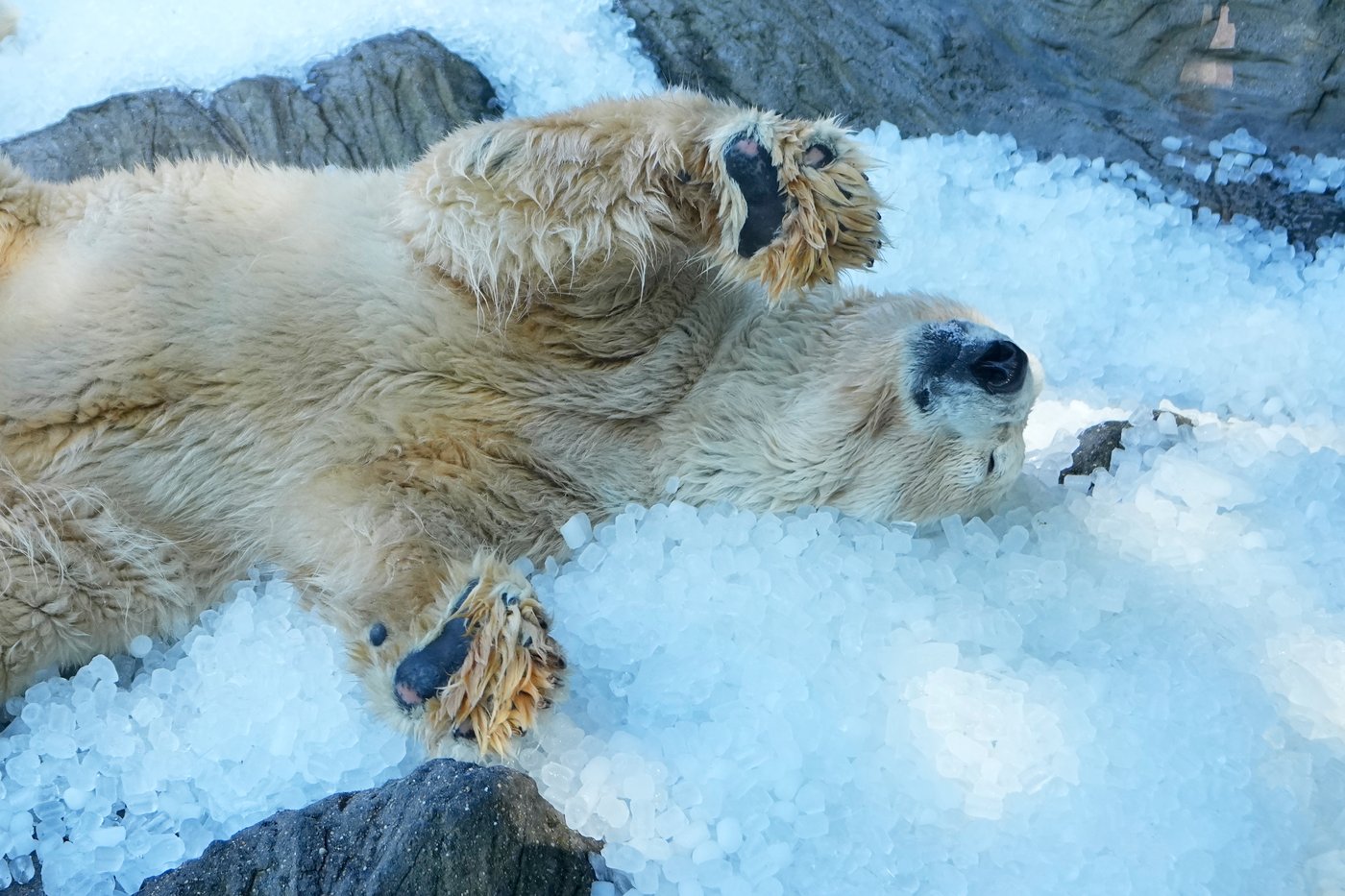 Prague zoo keeps polar bears cool with ice cubes as European summer heatwave hits | iNFOnews.ca