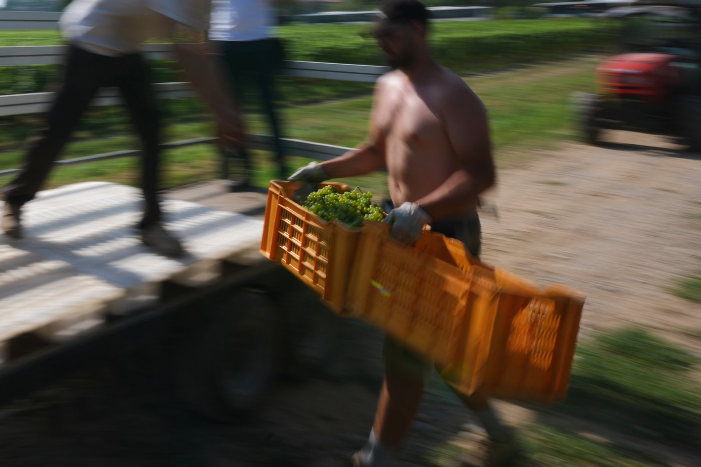 Italy Early Wine Harvest Photo Gallery | iNFOnews.ca