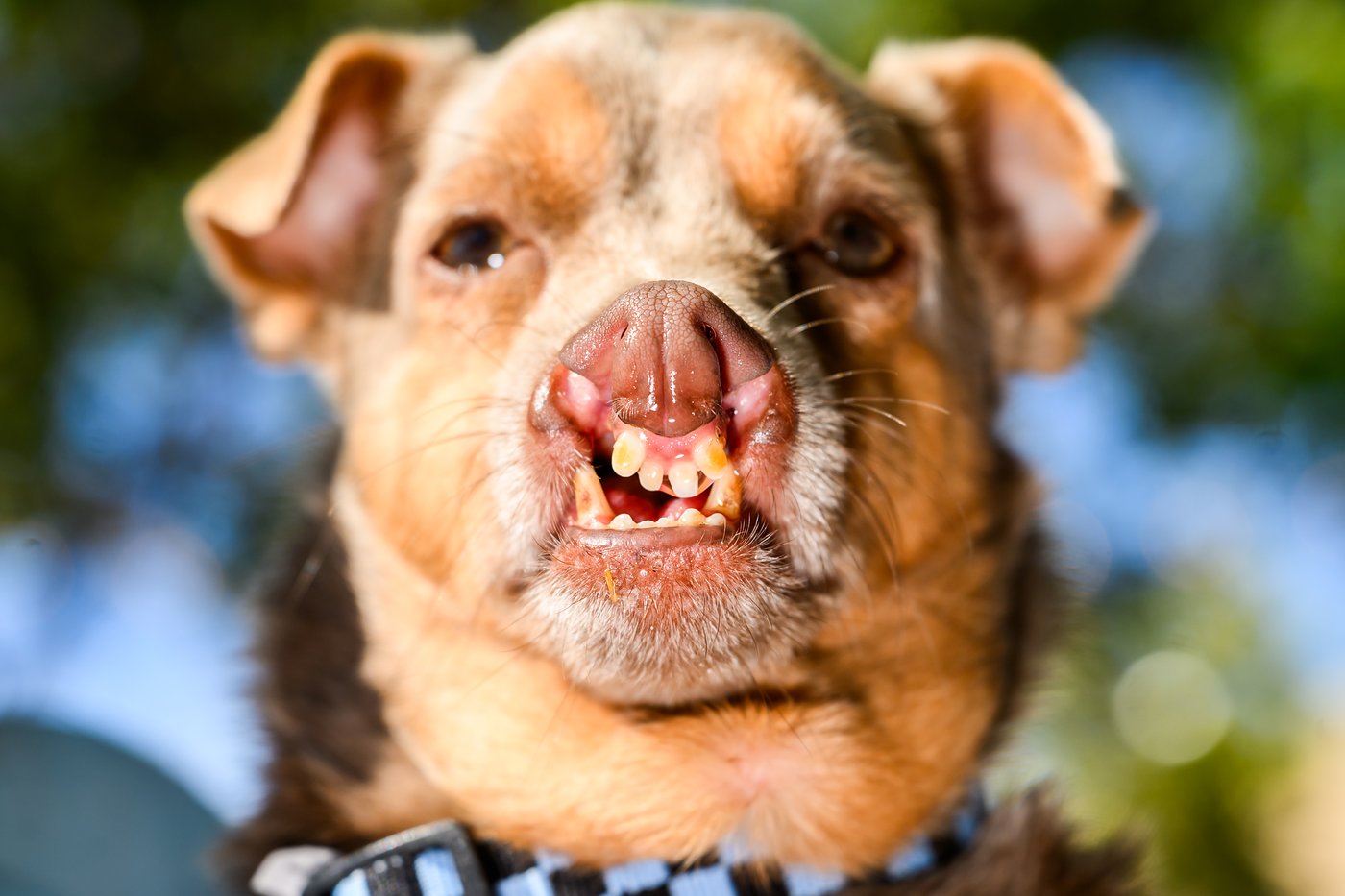 Photos show the World’s Ugliest Dog Contest in California | iNFOnews.ca