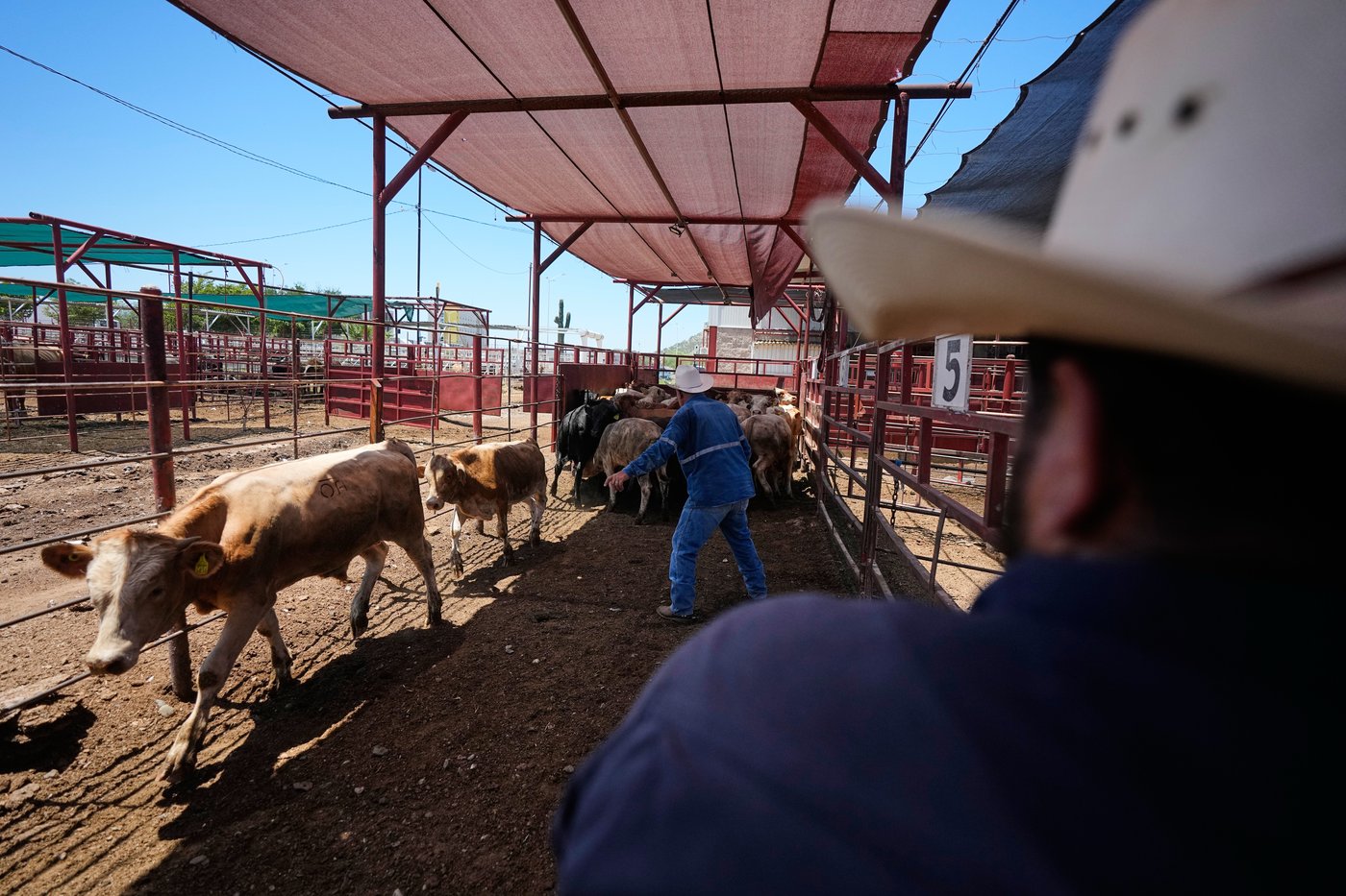 Mexico’s ranchers look north to the US as screwworm ban nears end, in photos | iNFOnews.ca