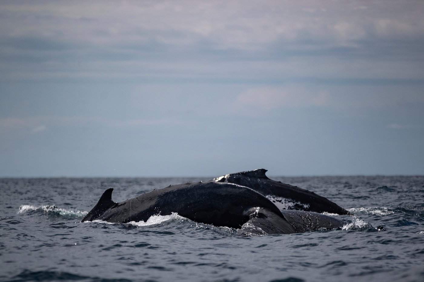 Whale 'supergroups' show numbers are rebounding from hunting. But Iran war holds dangers for them | iNFOnews.ca Whale 'supergroups' show numbers are rebounding from hunting. But Iran war holds dangers for them | iNFOnews.ca