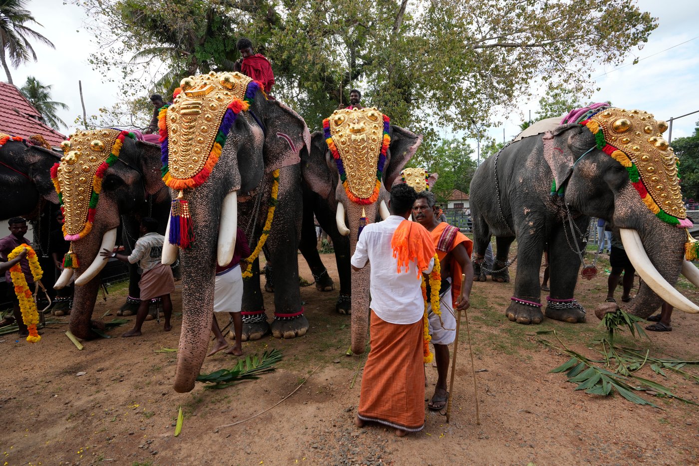 Robotic elephants are replacing live ones at Kerala temple festivals, in photos | iNFOnews.ca