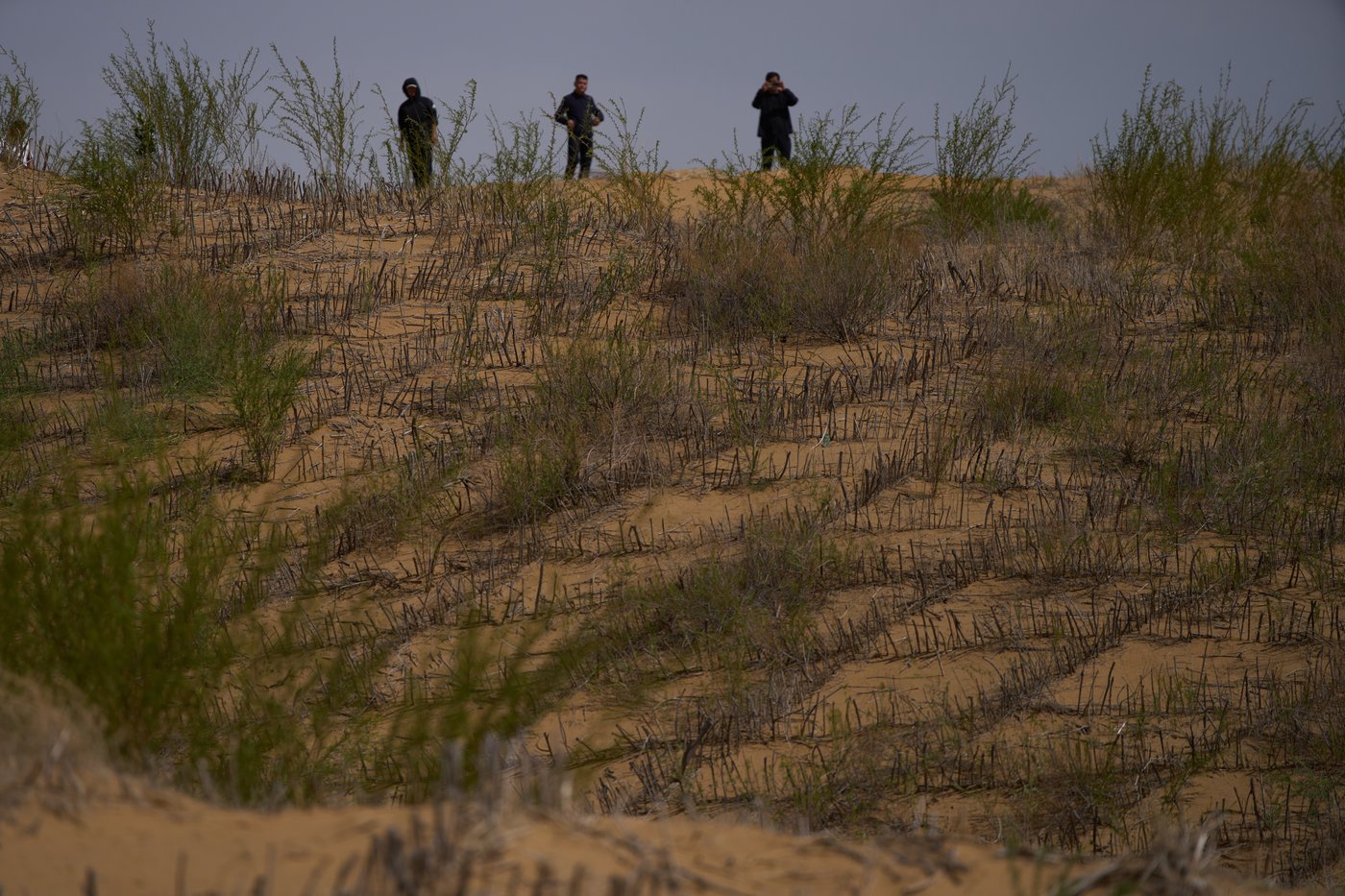 China’s 'Green Great Wall' tames desert growth, but scientists warn the fight is not over | iNFOnews.ca China’s 'Green Great Wall' tames desert growth, but scientists warn the fight is not over | iNFOnews.ca
