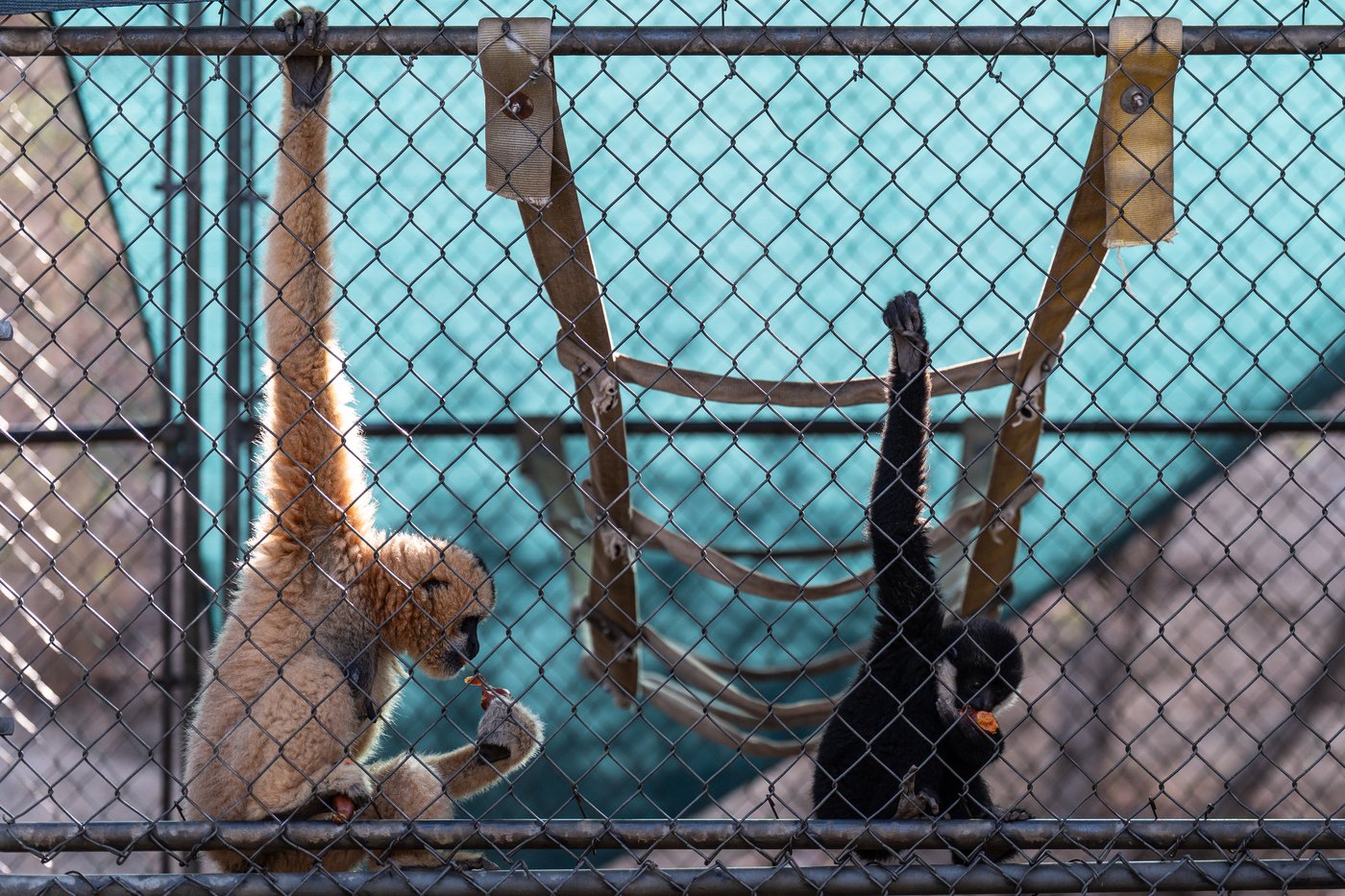 How a sanctuary outside LA has cared for rare, endangered gibbons for a half-century | iNFOnews.ca How a sanctuary outside LA has cared for rare, endangered gibbons for a half-century | iNFOnews.ca