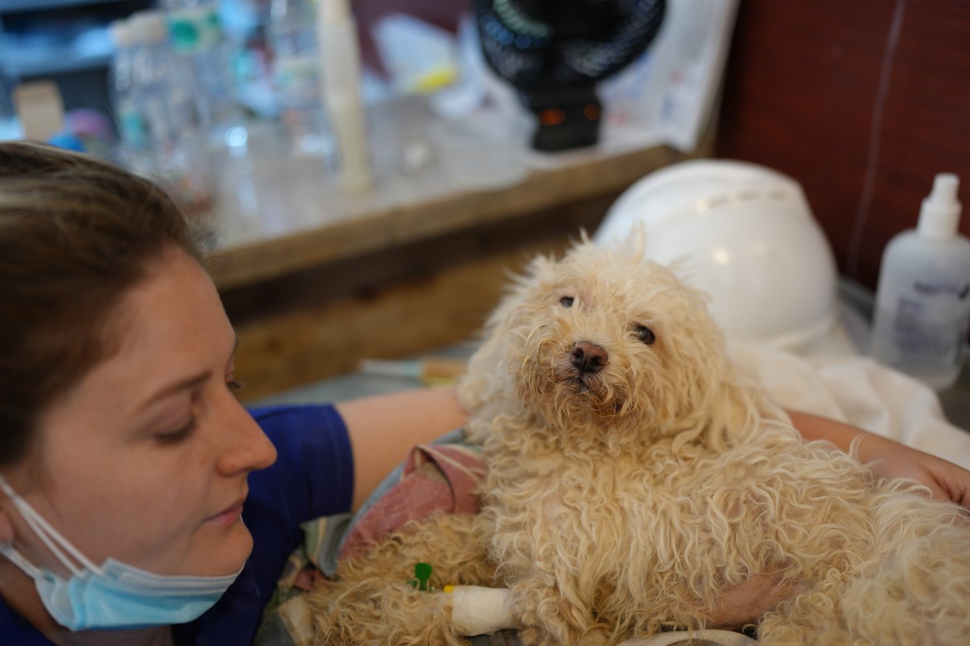 Venezuelan earthquake survivors search for missing pets in an unexpected place: McDonald's | iNFOnews.ca