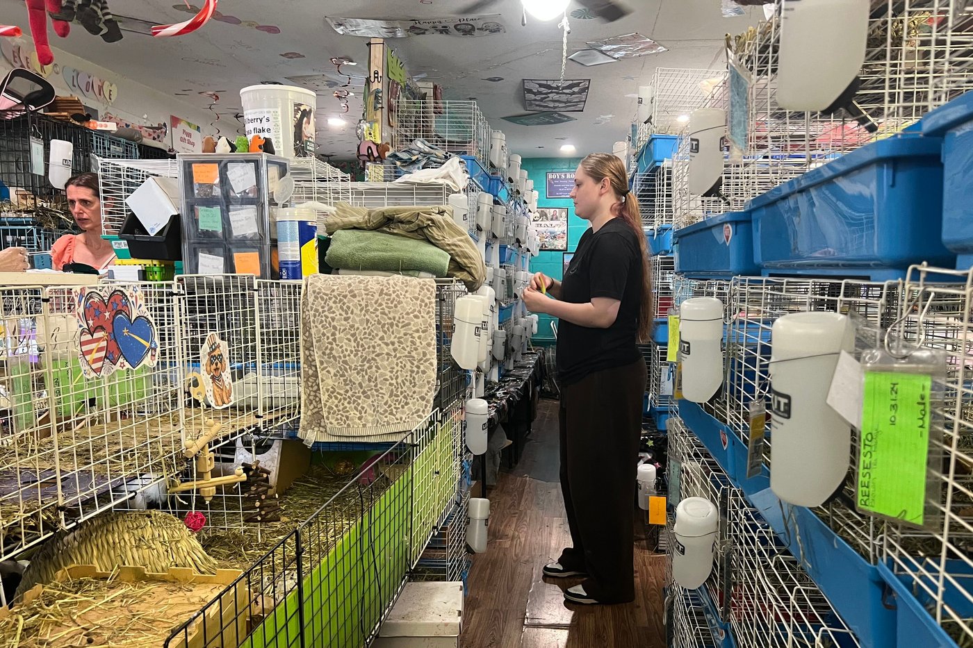 How this Massachusetts sanctuary takes in hundreds of guinea pigs from across the US | iNFOnews.ca