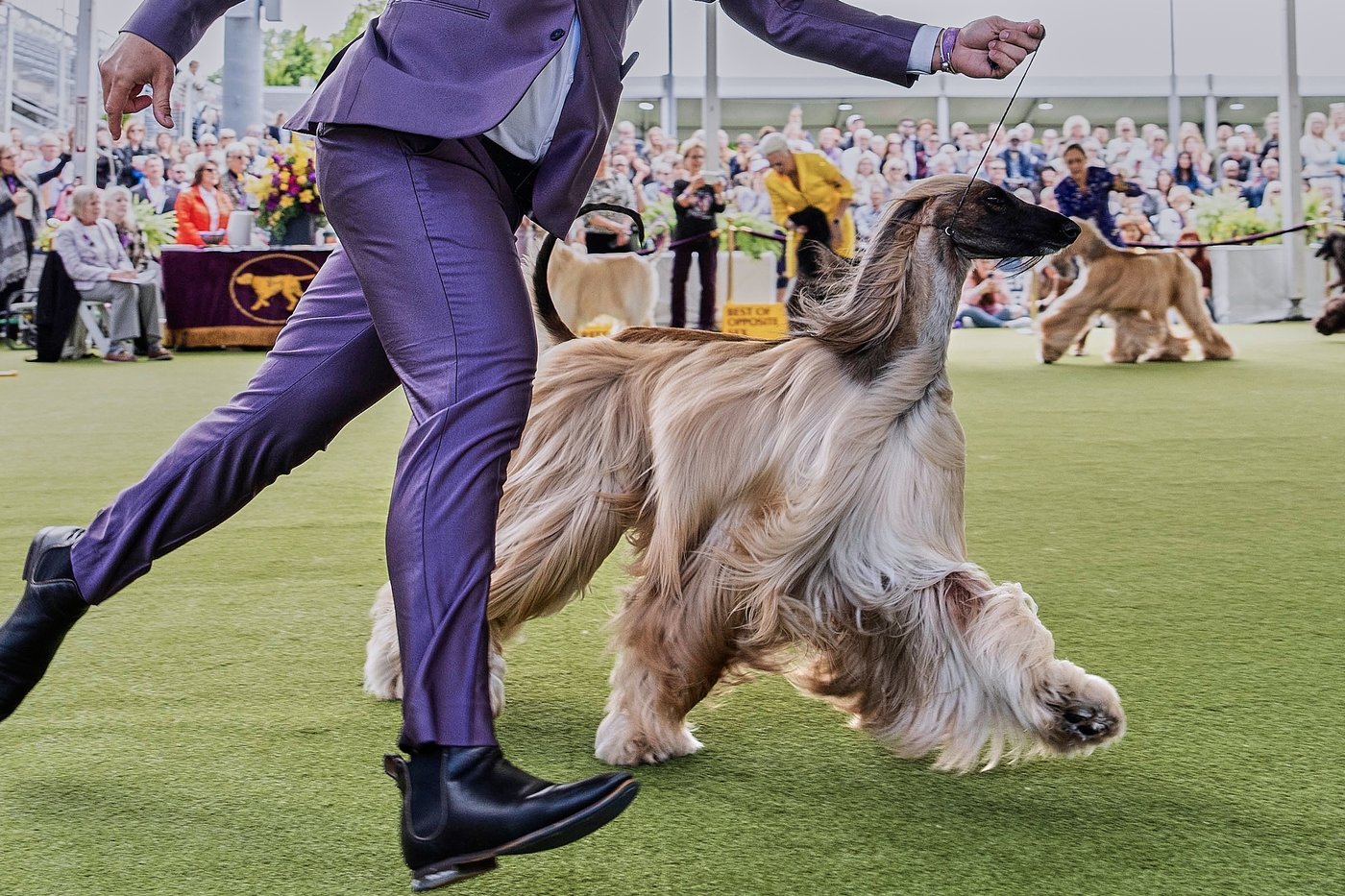 Couples at the Westminster show bond over dogs, and each other | iNFOnews.ca