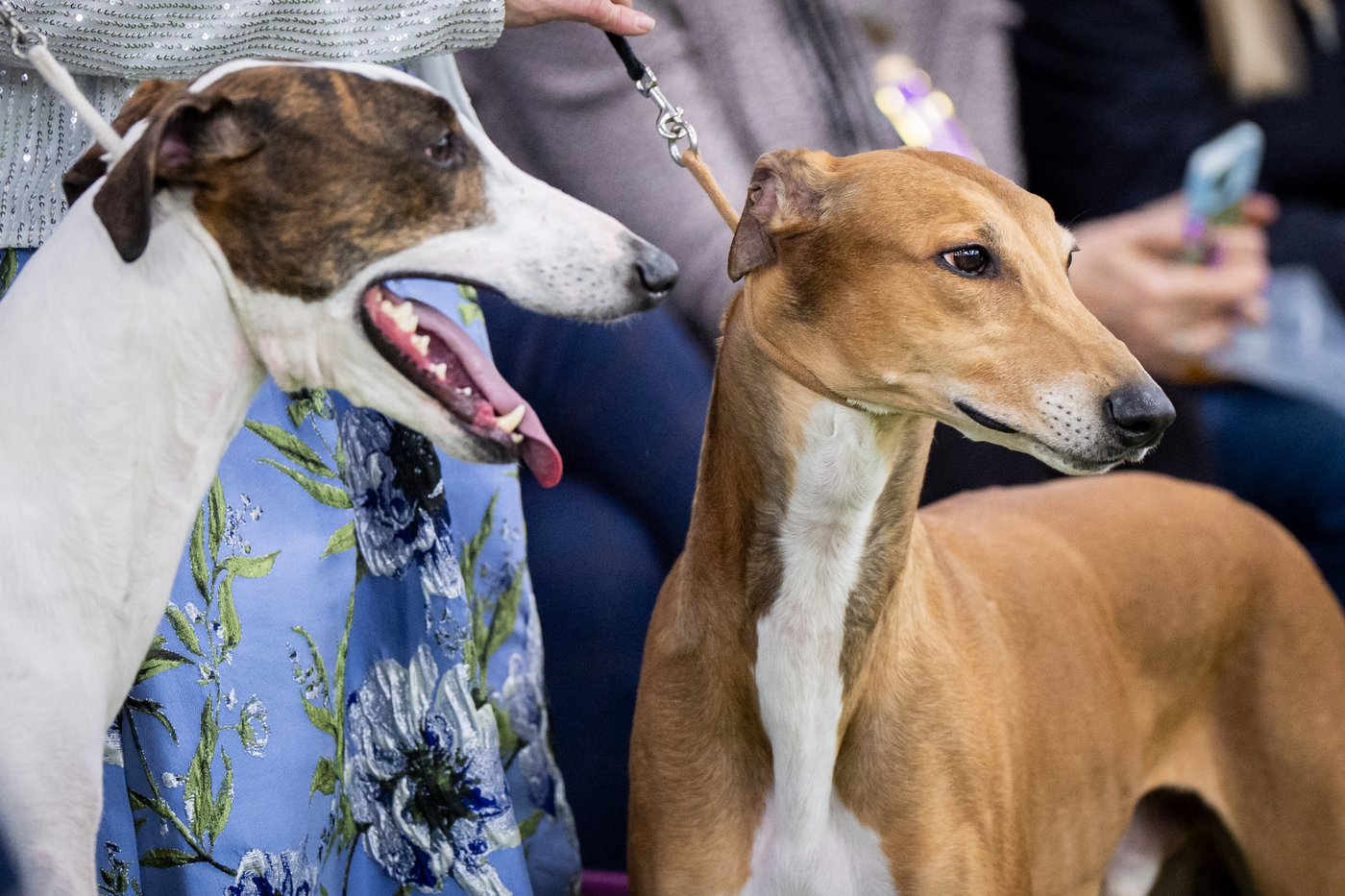 Couples at the Westminster show bond over dogs, and each other | iNFOnews.ca