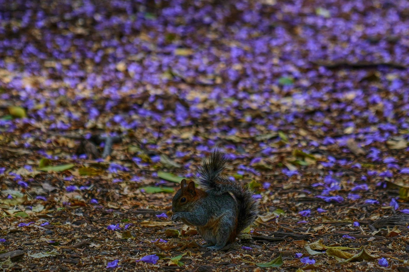 A world in bloom: Spring flowers unfold from Tokyo to Mexico, in photos | iNFOnews.ca