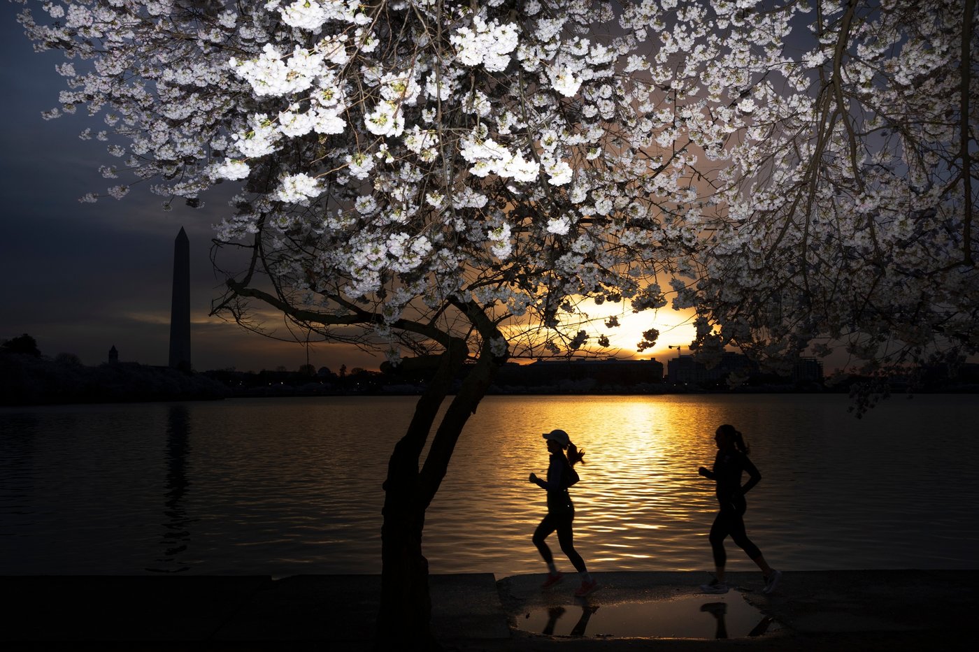 A world in bloom: Spring flowers unfold from Tokyo to Mexico, in photos | iNFOnews.ca