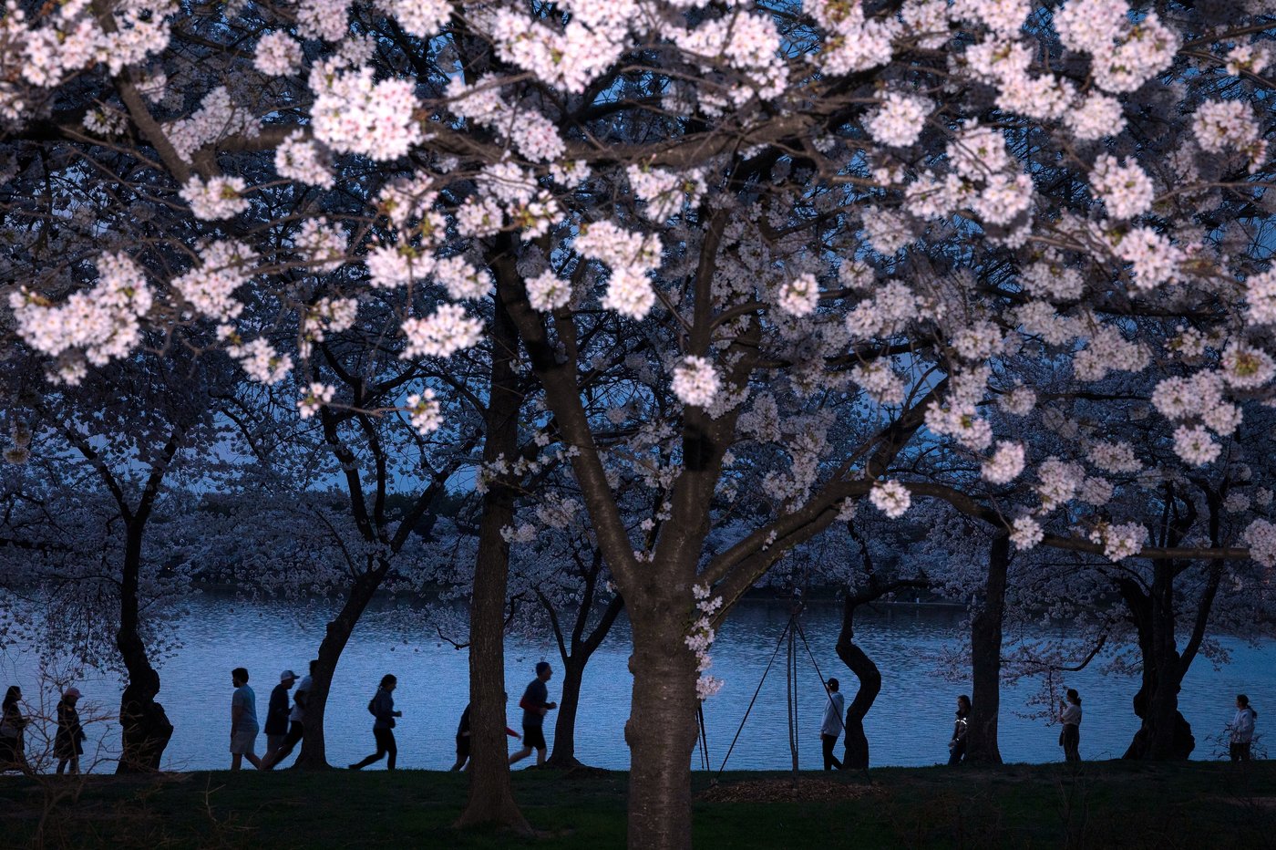 A world in bloom: Spring flowers unfold from Tokyo to Mexico, in photos | iNFOnews.ca