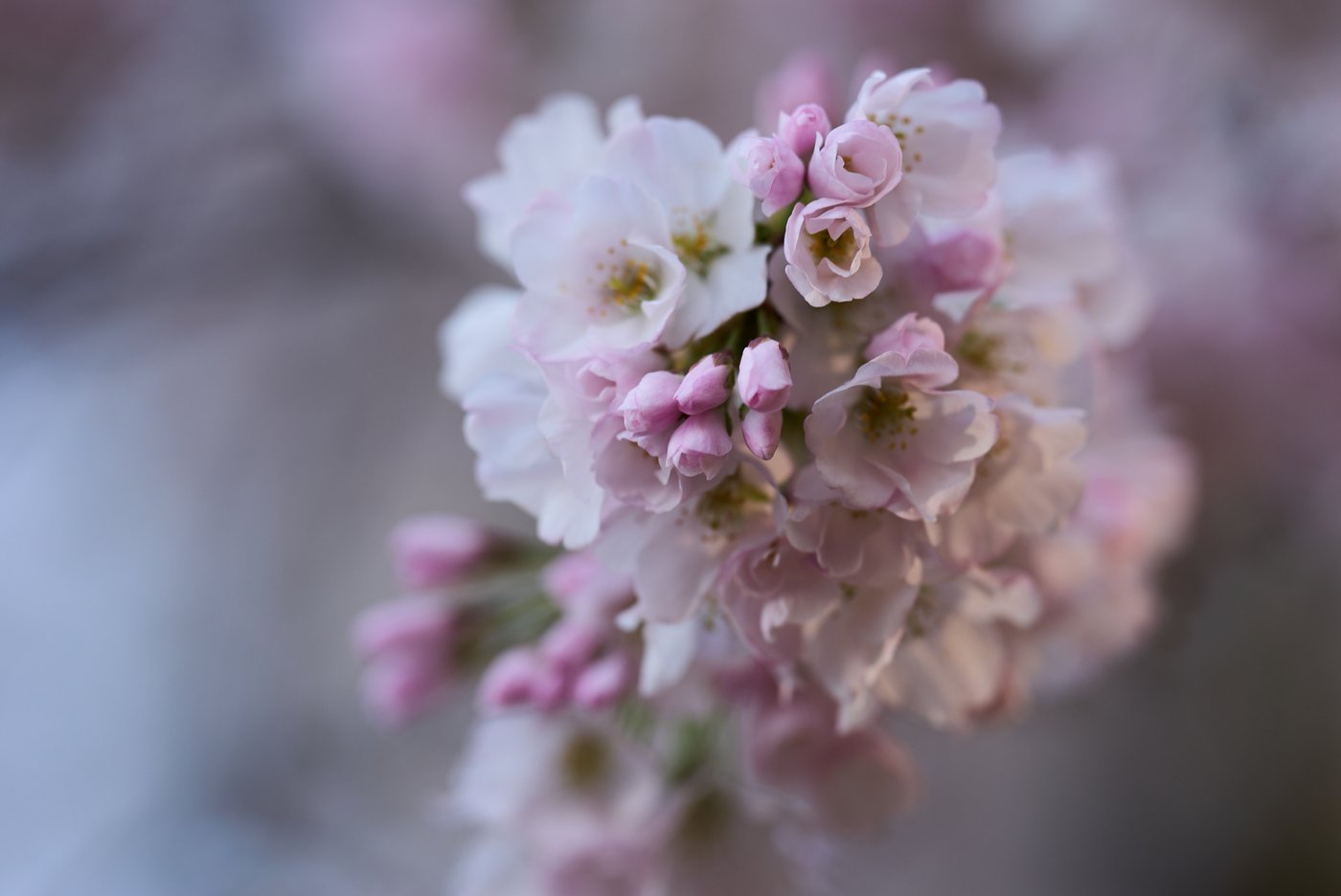A world in bloom: Spring flowers unfold from Tokyo to Mexico, in photos | iNFOnews.ca