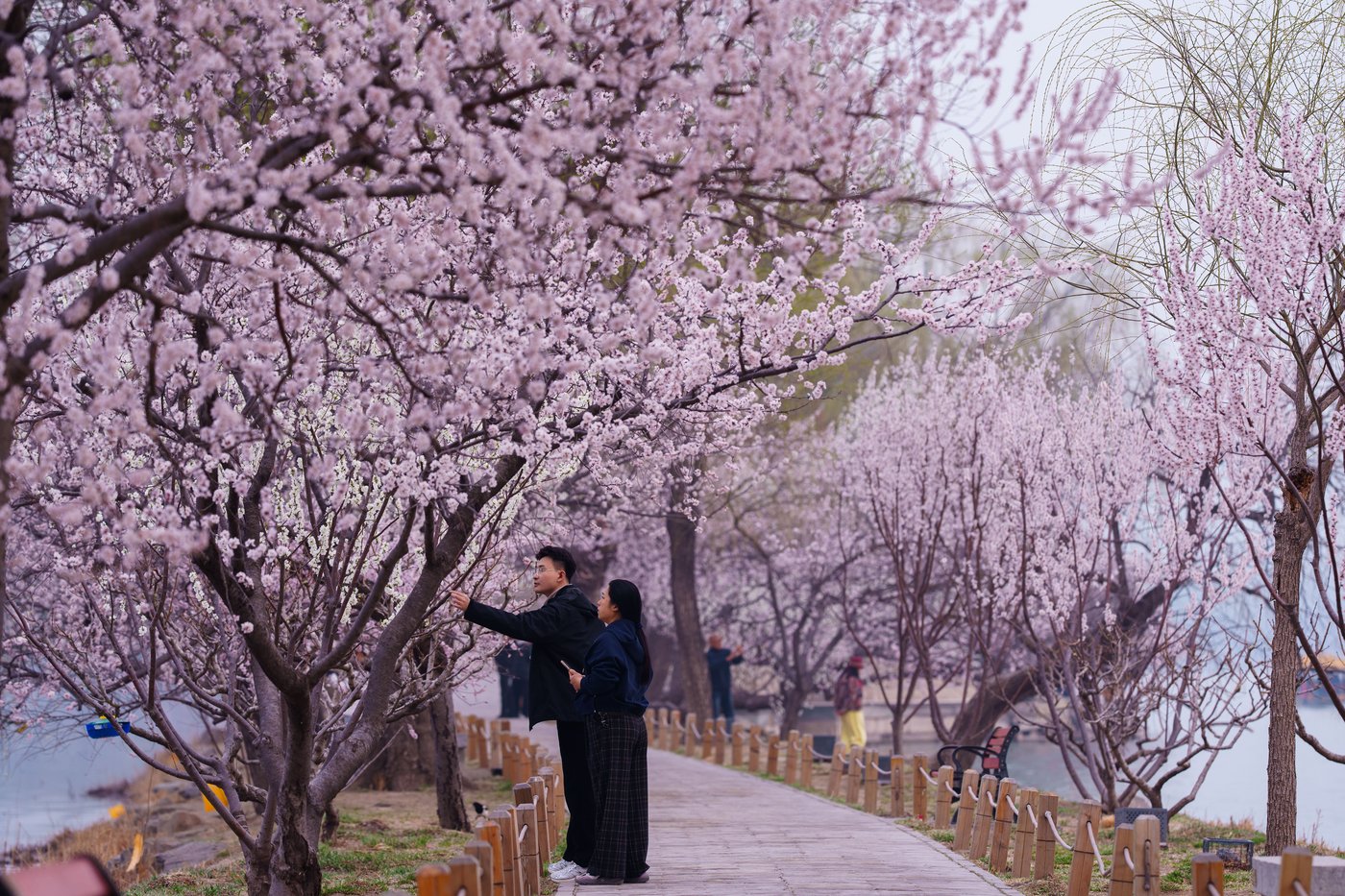 A world in bloom: Spring flowers unfold from Tokyo to Mexico, in photos | iNFOnews.ca