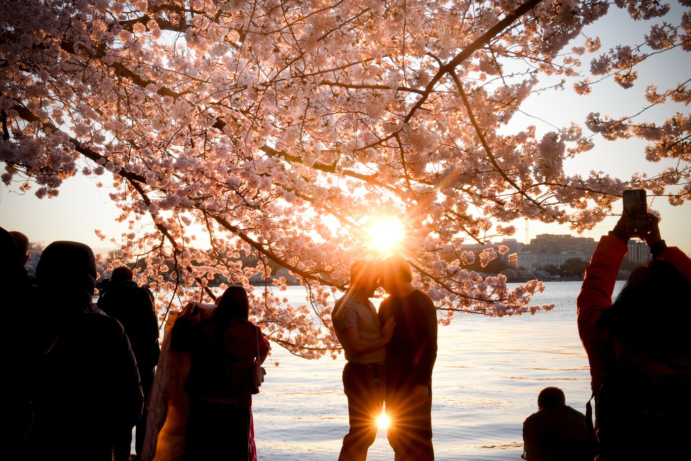 A world in bloom: Spring flowers unfold from Tokyo to Mexico, in photos | iNFOnews.ca