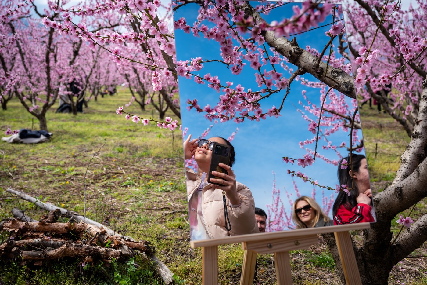 A world in bloom: Spring flowers unfold from Tokyo to Mexico, in photos | iNFOnews.ca