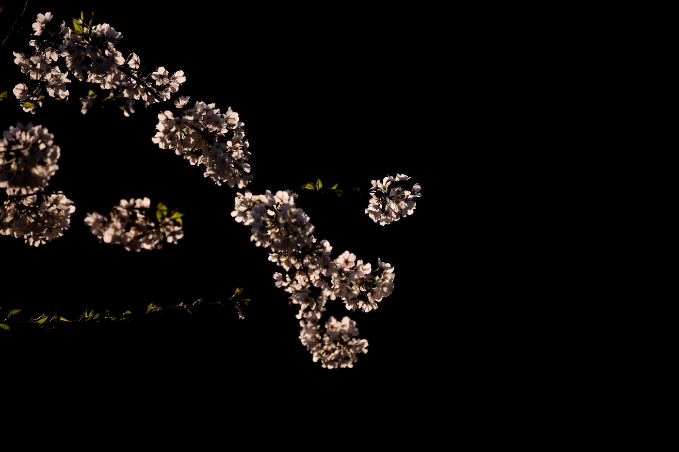 A world in bloom: Spring flowers unfold from Tokyo to Mexico, in photos | iNFOnews.ca