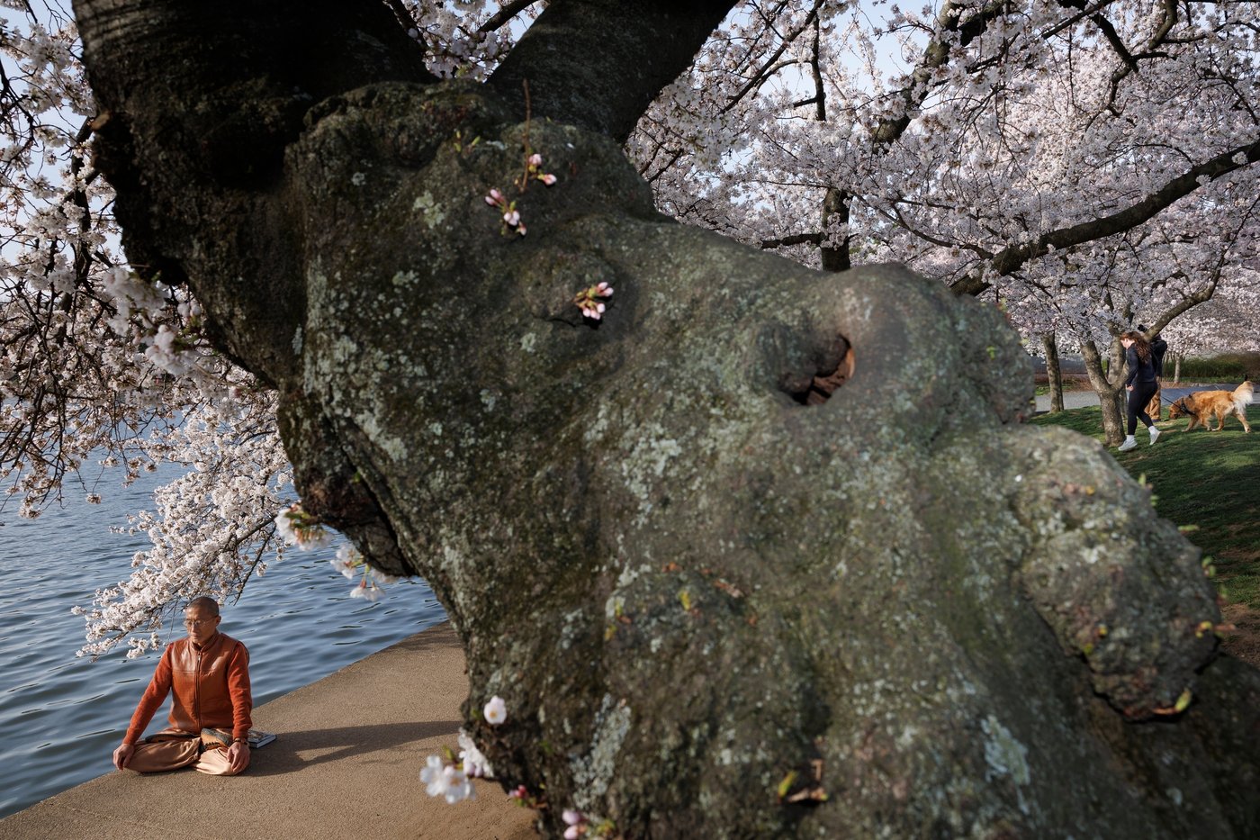 A world in bloom: Spring flowers unfold from Tokyo to Mexico, in photos | iNFOnews.ca