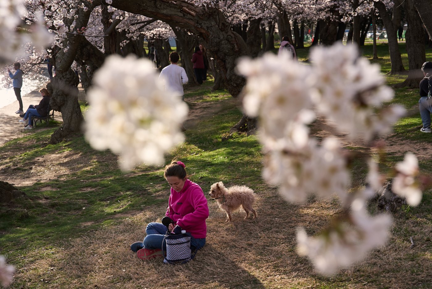 A world in bloom: Spring flowers unfold from Tokyo to Mexico, in photos | iNFOnews.ca