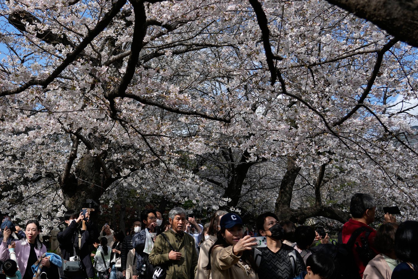 A world in bloom: Spring flowers unfold from Tokyo to Mexico, in photos | iNFOnews.ca