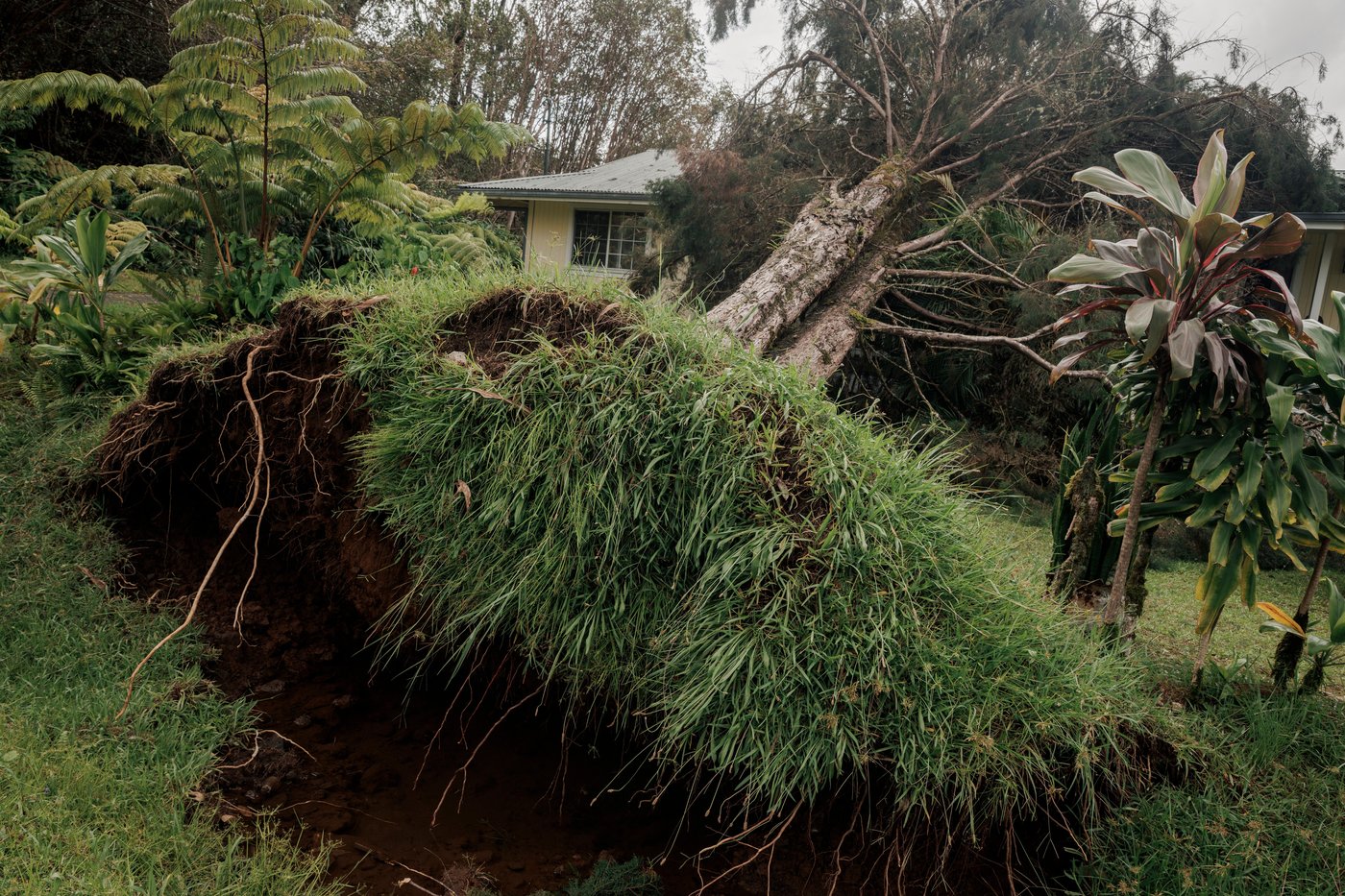 Thousands without power after Tropical Storm Lala uproots trees in Hawaii | iNwheels