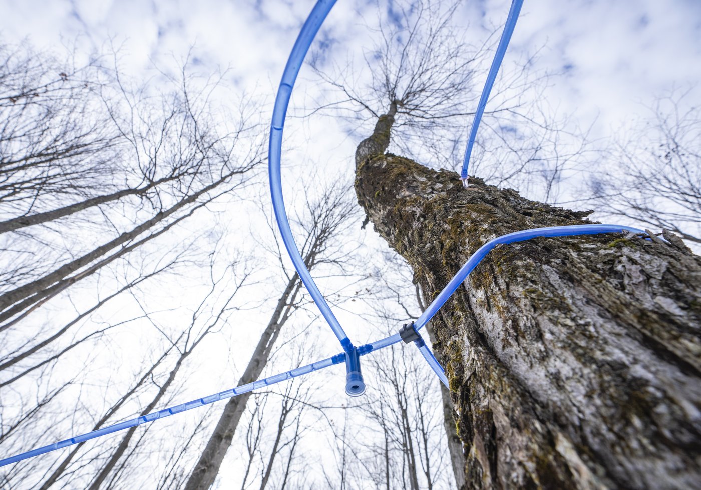 Maple 2.0: Quebec syrup-makers turn to automation and expansion as demand grows | iNFOnews.ca