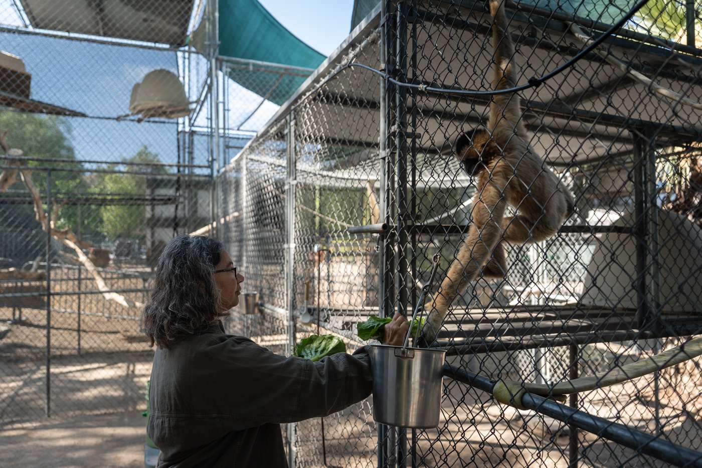 How a sanctuary outside LA has cared for rare, endangered gibbons for a half-century | iNFOnews.ca How a sanctuary outside LA has cared for rare, endangered gibbons for a half-century | iNFOnews.ca