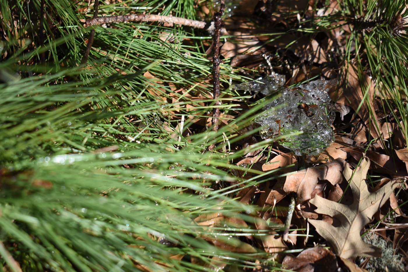 Mississippians near two weeks without power after winter storm | iNFOnews.ca