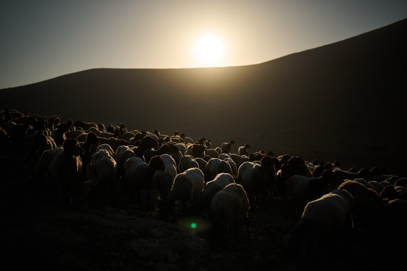 PHOTO ESSAY: Palestinian shepherds endure life alongside Israeli settler outposts | iNFOnews.ca