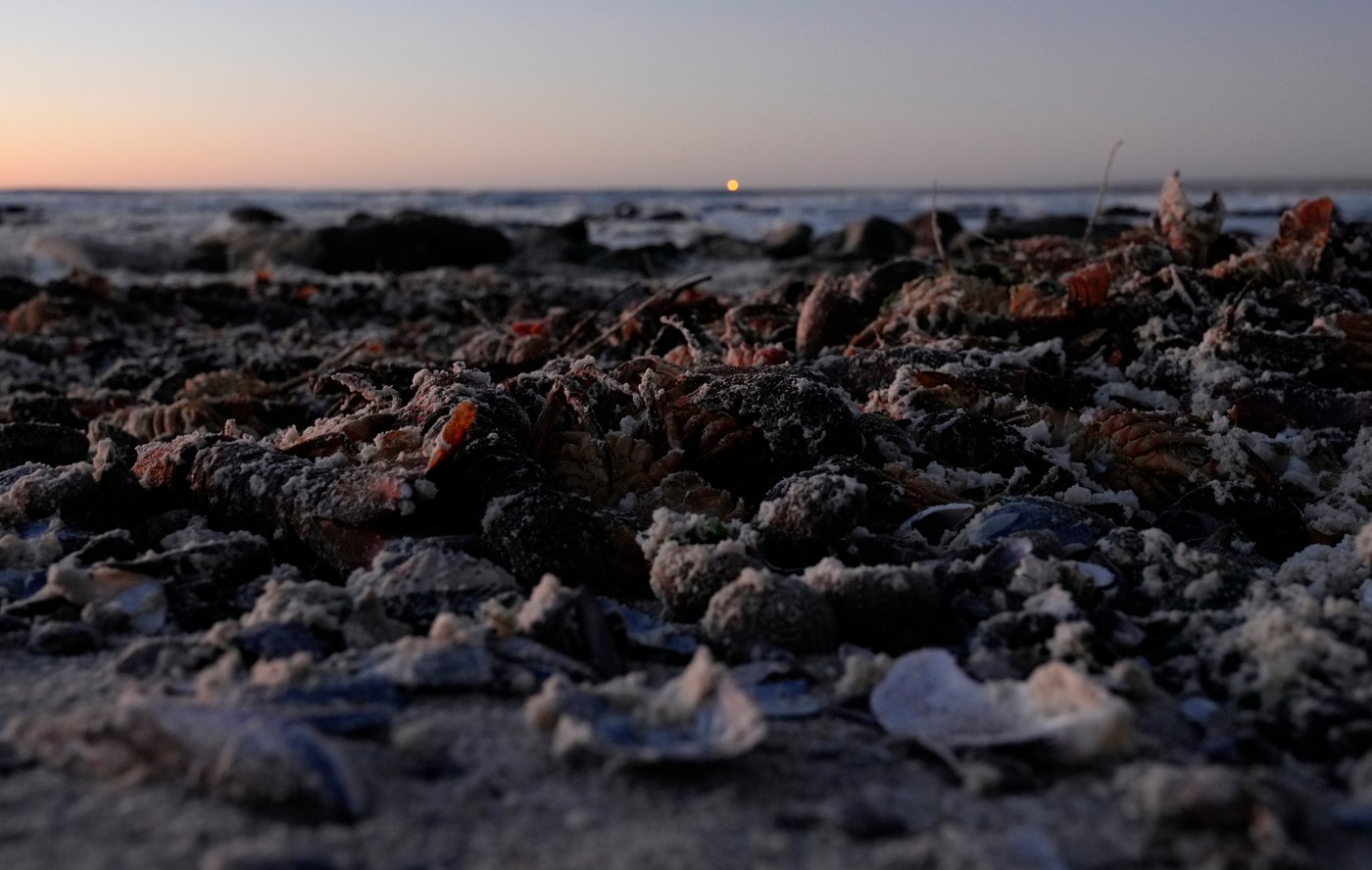 A red tide in South Africa is causing the mass deaths of crayfish | iNFOnews.ca