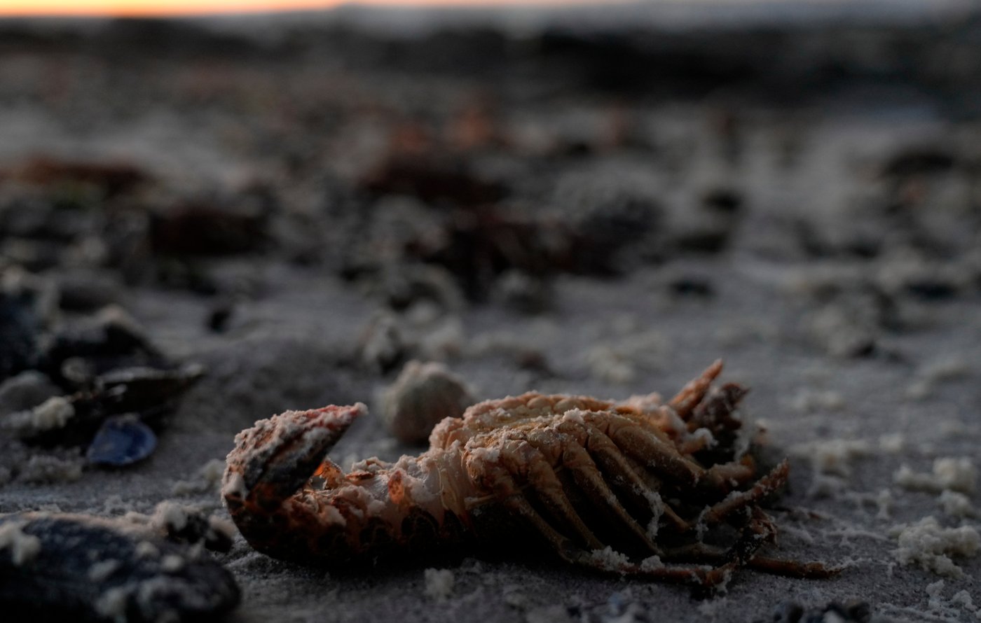 A red tide in South Africa is causing the mass deaths of crayfish | iNFOnews.ca